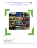 ENSAYO SOBRE ANIMALES EN PELIGRO DE EXTINCIÓN.