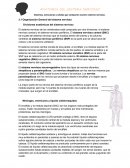 Anatomía del sistema nervioso. Sistemas, estructuras y células que componen nuestro sistema nervioso