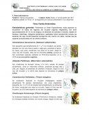 Familia Emberizidae Fauna Aves