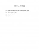 CEDULAS DE AUDITORIA. CÉDULA MATRIZ