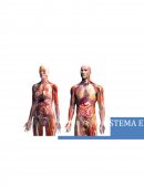 Sistema endocrino o sistema hormonal