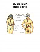 El sistema endocrino. HORMONAS. GLÁNDULAS