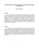 REPRODUCCION DE LA LIEBRE DE MAR