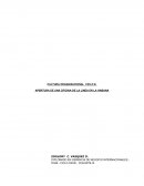 COMO SE DA LA CULTURA ORGANIZACIONAL