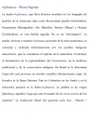 Ayahuasca – Planta Sagrada
