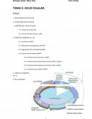 TEMA 2: CICLO CELULAR.