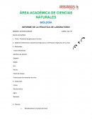 BIOLOGÍA INFORME DE LA PRACTICA DE LABORATORIO