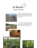 Programa de Hortalizas