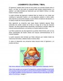 LIGAMENTO COLATERAL TIBIAL