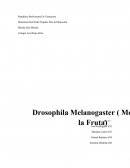 Practica acerca de La Mosca de la fruta