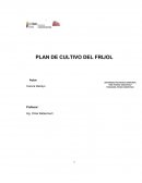 PLAN DE CULTIVO DEL FRIJOL