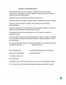 Apararo respiratorio