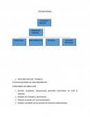 Organigrama y descripcion de puestos