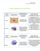 CUENTA DIFERENCIAL DE LEUCOCITOS