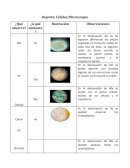 Células en el Microscopio