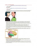 El Cerebro y su capacidad de hablar