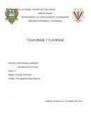 Los viroines de alfavirus son de estructura esféricas