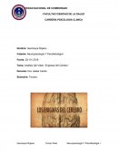 Análisis Del Video ¨Enigmas Del Cerebro