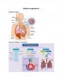 ¿Qué ideas ilustradas rescatarías por su vigencia en la actualidad?