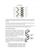 Resumen. Ácidos nucléicos