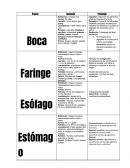 Anatomía - Sistema Digestivo