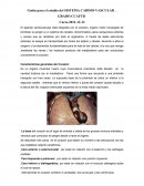 Guión para el estudio del SISTEMA CARDIO-VASCULAR .