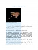 Como hacer un Control de plagas