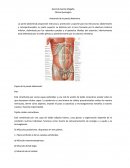 Anatomia de la pared abdominal