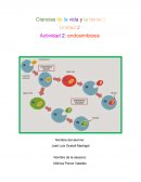 Ciencias de la vida y la tierra II Unidad 2 Actividad 2: endosimbiosis
