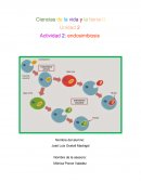 Ciencias de la vida y la tierra II Unidad 2 Actividad 2: endosimbiosis
