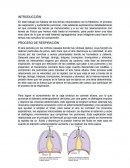 Un Surfactante pulmonar