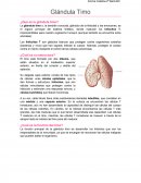 Ensayo de Qué es la glándula timo?