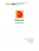LOS MANZANOS LTDA.