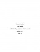 Anatomofisiologia humana y Primeros auxilios.