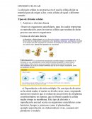 Division celular. La división celular es un proceso en el cual la célula divide su material para da origen a dos o más células de igual o diferente tamaño