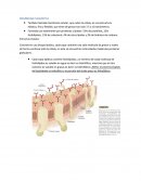 Membrana Plasmatica, también llamada membrana celular