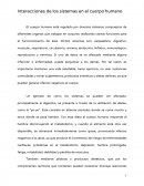 Interacciones de los sistemas en el cuerpo humano