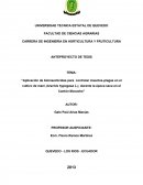 Aplicación de bioinsecticidas para controlar insectos-plagas en el cultivo de maní