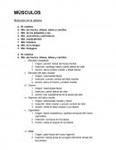 Todos los Músculos