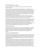 VENAS TRIBUTARIAS DE LA ILIACA