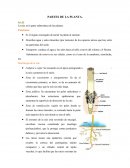 Partes de una planta. La raíz es la parte subterránea de las plantas
