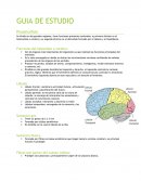 GUIA DE ESTUDIO Prosencéfalo