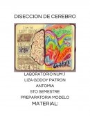 Diseccion de cerebro