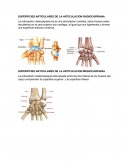 LOS LIGAMENTOS DE LA ARTICULACION RADIOCARPIANA Y DE LA ARTICULACION MEDIOCARPIANA