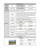 Agricultura ecologica palnificacion de cultivo