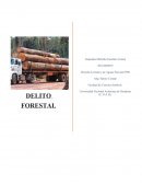 El presente ensayo es un breve análisis de la Ley Forestal, áreas protegidas y visa silvestre; en su Título X, Capitulo II: Delitos forestales. Pero hare énfasis en un artículo especifico de la misma