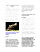 Poseen un esqueleto primitivo, pero la cintura pectoral es muy compleja.