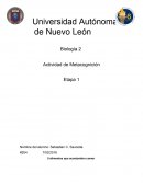 Análisis nutrimental