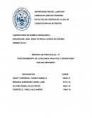 REPORTE DE PRÁCTICA No. “2” “FUNCIONAMIENTO DE LA BALANZA ANALITICA Y GRANATARIA”
