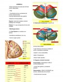 CEREBELO Órgano derivado de la placa alar del tubo neural, Metencéfalo